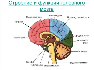 Брюшина: что это такое? — Женская Академия Здоровья