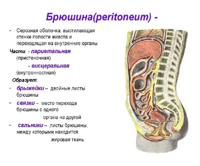 Органы брюшной полости: анатомия и функции» — создано в Шедевруме