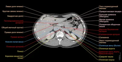 Как Расположены Внутренние Органы? Анатомия Человека + Картинки | Человек,  Анатомия человека, Здоровье