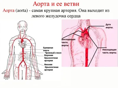 Брюшная полость и таз : нормальная анатомия | e-Anatomy