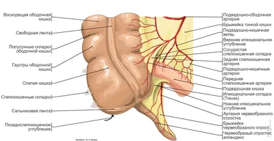 Пищеварительная система : нормальная анатомия | e-Anatomy