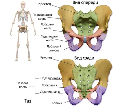 Анатомия тазового дна - KinesioPro