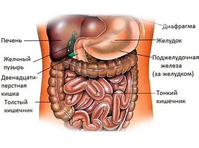 Пищеварительная система : нормальная анатомия | e-Anatomy