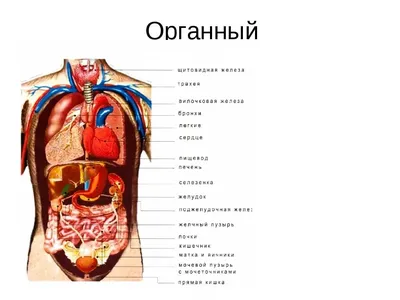 Органы человека | ELiS ПГНИУ