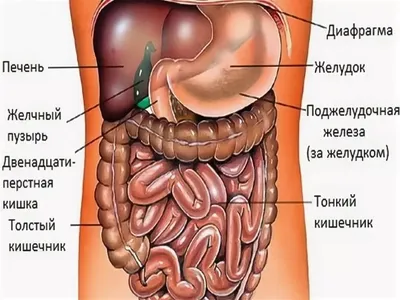 Человеческие органы плоская инфографика с силуэтом тела с цветными значками  круга внутренних органов и текстовой векторной иллюстрацией | Бесплатно  векторы