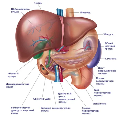 Картинки внутренние органы человека для детей - 15 фото