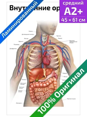Пластическая Модель Анатомии Человеческого Тела Медицинские Внутренние  Органы Системы Изолированы стоковое фото ©borjomi88 195797838