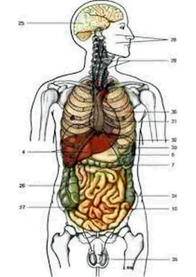 Cтроение человека: внутренние органы, фото с надписями | Медицина,  Анатомия, Анатомия человека