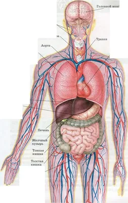 Плакат обучающий А2 ламинир. Внутренние органы человека медицинский 457x610  мм - купить с доставкой по выгодным ценам в интернет-магазине OZON  (352242538)