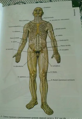 АНАТОМИЯ ЧЕЛОВЕКА. ВСЕ О СЕБЕ. | Nature of Human(NoH) | Дзен