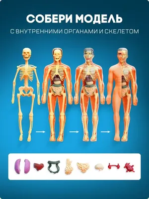 Набор для опытов Строение тела, Анатомия человека Эврики 13950673 купить за  466 ₽ в интернет-магазине Wildberries