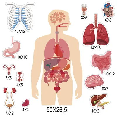 Набор для опытов Строение тела, Анатомия человека Эврики 13950673 купить за  466 ₽ в интернет-магазине Wildberries