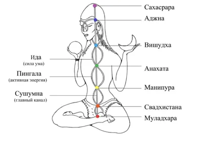 Пластическая анатомия: человеческое тело (вид сзади) | Анатомия, Тело,  Медицина