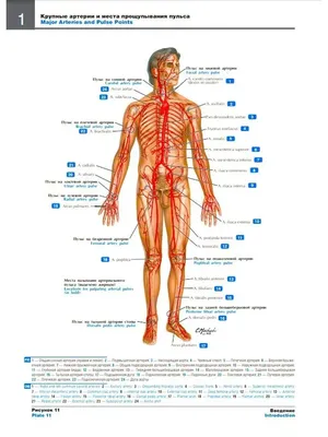 Картинка строение человека - 63 фото