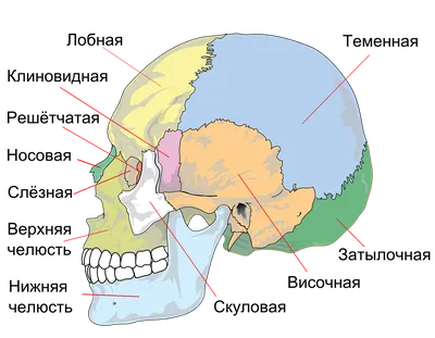 Череп иллюстрации : нормальная анатомия | e-Anatomy