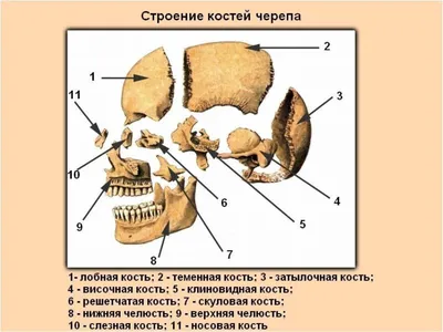 Череп #1: Лобная и клиновидная кости - YouTube