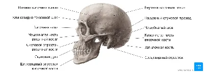 Череп иллюстрации : нормальная анатомия | e-Anatomy