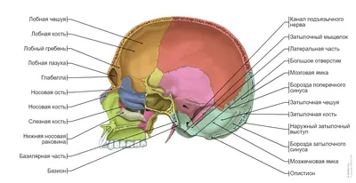 Анатомия: Скелет головы. Рост и развитие черепа