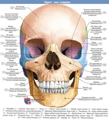 Кости черепа - YouTube