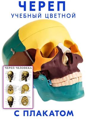 Череп учебный анатомический 1:1, с плакатом Студия черепов Гудскулл  11143508 купить за 2 951 ₽ в интернет-магазине Wildberries