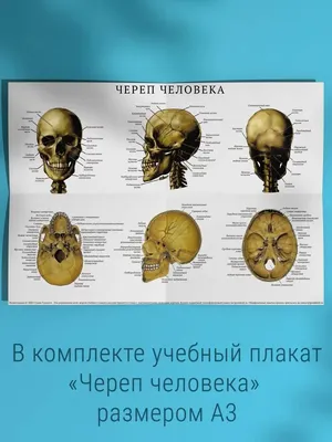 Нарисовать череп человека пошагово?