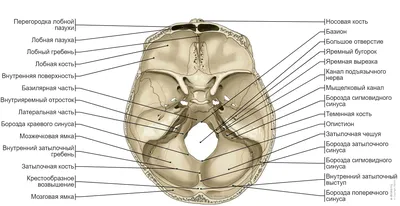 череп человека строение рисунок анатомия: 13 тыс изображений найдено в  Яндекс.Картинках | Анатомия, Правила искусства, Забавный