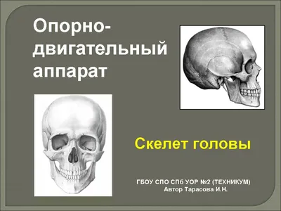 Строение черепа неандертальца и человека определяется одними генами,  выяснили ученые