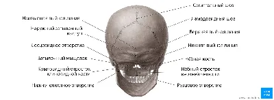 Череп человеческий (модель, анатомия человека) | (УКР) TexMed