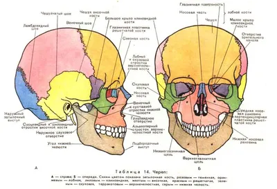 ОБЩЕЕ СТРОЕНИЕ ЧЕРЕПА ЧЕЛОВЕКА | Мемология | Дзен