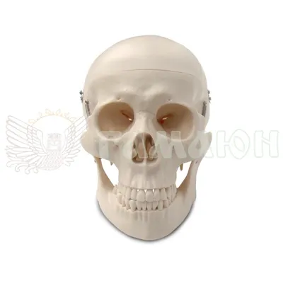 Модель череп человека пластиковый (ID#940048985), цена: 1400 ₴, купить на  