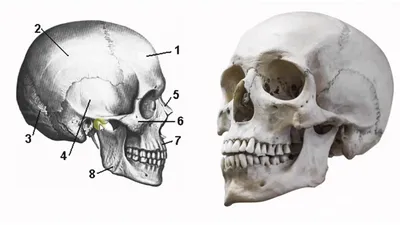 Биология в картинках: Строение черепа человека (Вып. 13) — Видео | ВКонтакте