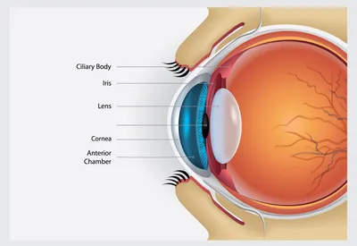 Строение глаза и функционирование зрительной системы