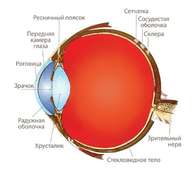 Строение глаза у человека