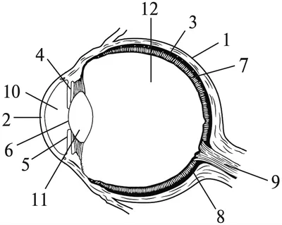 Строение и фукнции глаз человека -  | Интернет-магазин 