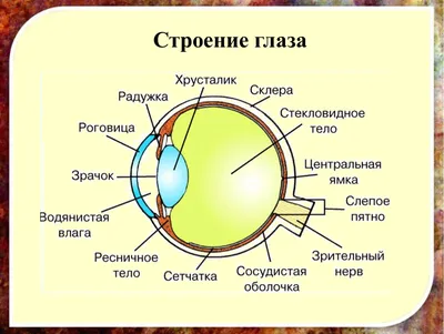 Расообразующие признаки человека: цвет радужной оболочки глаз и строение  мягких тканей глазничной области лица. | ЭТНОиМИР - этнографические очерки  и естественнонаучные экскурсы | Дзен