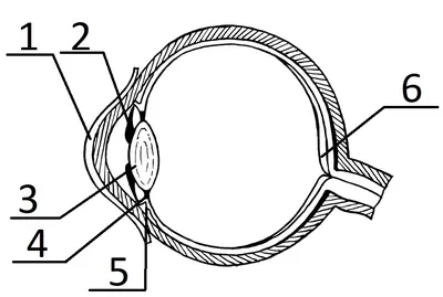 Анатомия глаза человека, функциональные возможности зрения