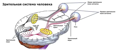 Интерактивный электрифицированный стенд "Строение органа зрения человека" с  3D-макетом (раздел «Офтальмология») | Купить учебное оборудование по  доступным ценам в ПО «Зарница»