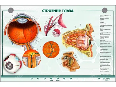 Строение глаза и функционирование зрительной системы