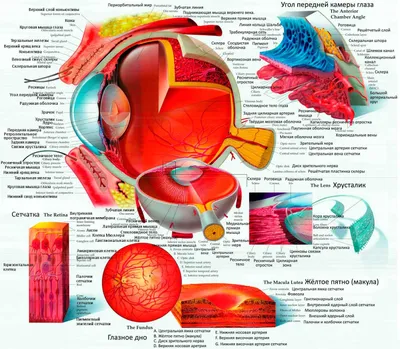 Строение глаза - Клиника ВИЖУ