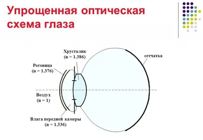 Строение и функции глаз человека