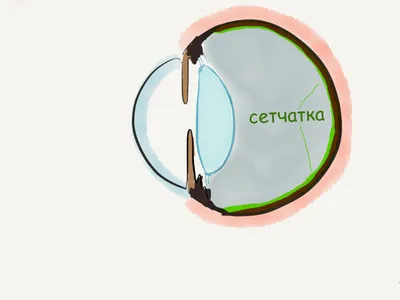 Презентация на тему Органы чувств человека. Строение глаза (биология)