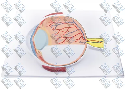 Барельефная модель «Строение глаза человека» - Оборудование для образования