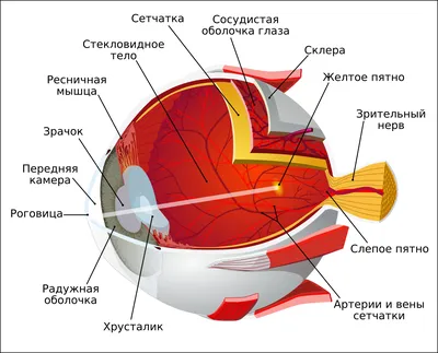 Как устроена роговица человеческого глаза, какие отделы в ней выделяют и за  что они отвечают