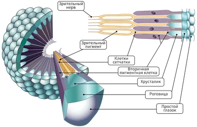 Строение человеческого глаза | Blend4Web