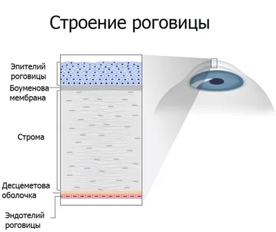 Почему глаз видит все в перевернутом виде - Clean View Clinic