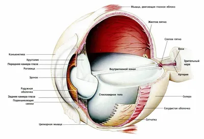Глаз — Энциклопедический словарь Брокгауза и Ефрона