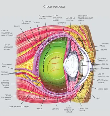 Строение человеческого глаза | Blend4Web