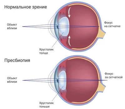 Анатомия глаза человека, функциональные возможности зрения