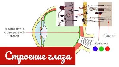 Строение глаза и функционирование зрительной системы