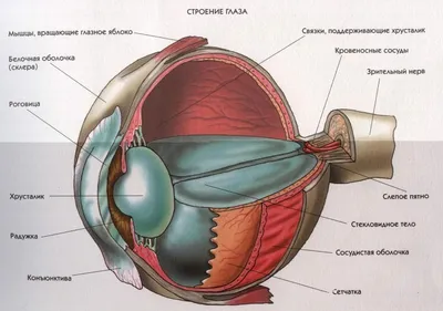 Строение глаза человека. Анатомия глаза. Новий Зір
